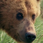 灰熊人 Grizzly Man