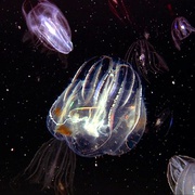 点击查看图片 深海底火山 Volcanoes of the Deep Sea