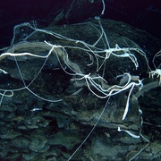点击查看图片 深海底火山 Volcanoes of the Deep Sea