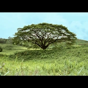 点击查看图片 我亲爱的甜橙树 Meu Pé de Laranja Lima