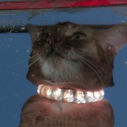 点击查看图片 鬼马太空猫 The Cat from Outer Space