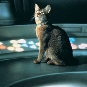 点击查看图片 鬼马太空猫 The Cat from Outer Space