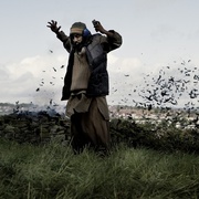 点击查看图片 四头狮子 Four Lions
