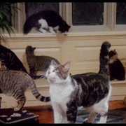 点击查看图片 食人猫大报复 The Uncanny