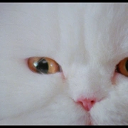 点击查看图片 食人猫大报复 The Uncanny