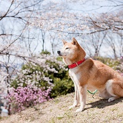 点击查看图片 樱,重逢的加奈子 桜、ふたたびの加奈子