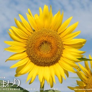 点击查看图片 向日葵 ひまわり~夏目雅子27年の生涯と母の愛~