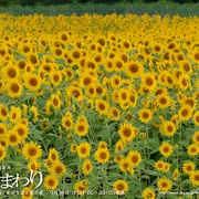 点击查看图片 向日葵 ひまわり~夏目雅子27年の生涯と母の愛~