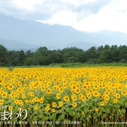 点击查看图片 向日葵 ひまわり~夏目雅子27年の生涯と母の愛~