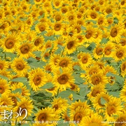 点击查看图片 向日葵 ひまわり~夏目雅子27年の生涯と母の愛~
