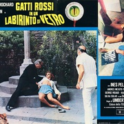 眼球 Gatti rossi in un labirinto di vetro