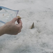 点击查看图片 冰川鲨鱼 Ice Sharks