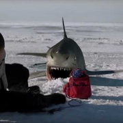 点击查看图片 冰川鲨鱼 Ice Sharks