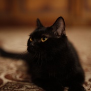 点击查看图片 妖猫传
