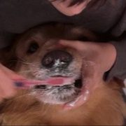 点击查看图片 飞狗巴迪 Air Bud