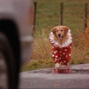 点击查看图片 飞狗巴迪 Air Bud