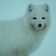 阿拉斯加：地球上的冰冻王国 Alaska: Earth's Frozen Kingdom