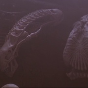 点击查看图片 铁血战士2 Predator 2