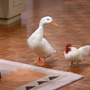 点击查看图片 老友记 第五季 Friends Season 5