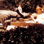 点击查看图片 大鳄鱼 Alligator