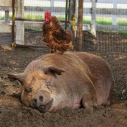 点击查看图片 最大的小小农场 The Biggest Little Farm
