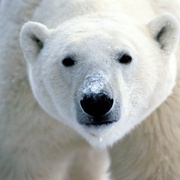 点击查看图片 北极熊:冰上侦探 Polar Bear Spy on the Ice