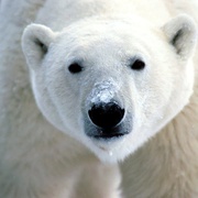 点击查看图片 北极熊:冰上侦探 Polar Bear Spy on the Ice