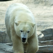 点击查看图片 北极熊:冰上侦探 Polar Bear Spy on the Ice