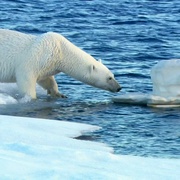 点击查看图片 北极熊:冰上侦探 Polar Bear Spy on the Ice
