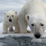 点击查看图片 北极熊:冰上侦探 Polar Bear Spy on the Ice