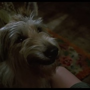 点击查看图片 都是戴茜惹的祸 Because of Winn-Dixie