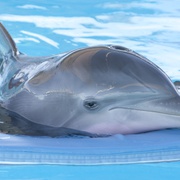 海豚的故事 Dolphin Tale