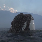 点击查看图片 人鱼童话3 Free Willy 3: The Rescue