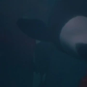 点击查看图片 人鱼童话3 Free Willy 3: The Rescue