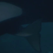 点击查看图片 人鱼童话3 Free Willy 3: The Rescue