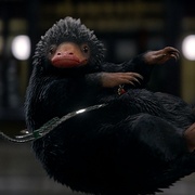 点击查看图片 神奇动物在哪里 Fantastic Beasts and Where to Find Them
