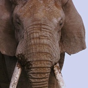 点击查看图片 非洲 Africa