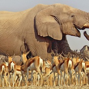 点击查看图片 非洲 Africa