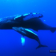 点击查看图片 自然界大事件 Nature's Great Events
