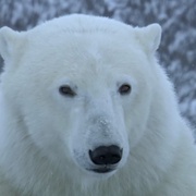 点击查看图片 自然界大事件 Nature's Great Events