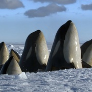 冰冻星球 Frozen Planet