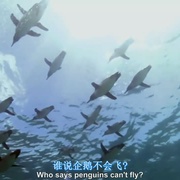 点击查看图片 南太平洋 South Pacific