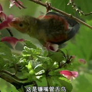 点击查看图片 南太平洋 South Pacific