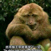 点击查看图片 美丽中国 Wild China