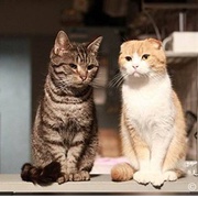 最完美的离婚 2014特别篇 最高の離婚Special 2014