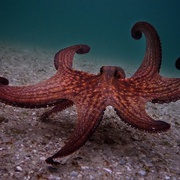 我的章鱼老师 My Octopus Teacher