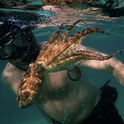 我的章鱼老师 My Octopus Teacher