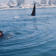 杀人鲸 Orca