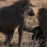 点击查看图片 大裂谷:美丽的非洲心脏 The Great Rift: Africa's Wild Heart