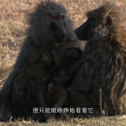 点击查看图片 大裂谷:美丽的非洲心脏 The Great Rift: Africa's Wild Heart